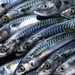 Fish-Import-NigeriaIntel-300x180