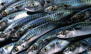 Nigeria imports 2.2m tonnes of fish annually