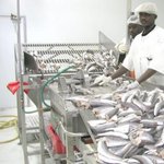 Fish-Import