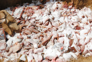 Nigeria Customs destroys poultry products
