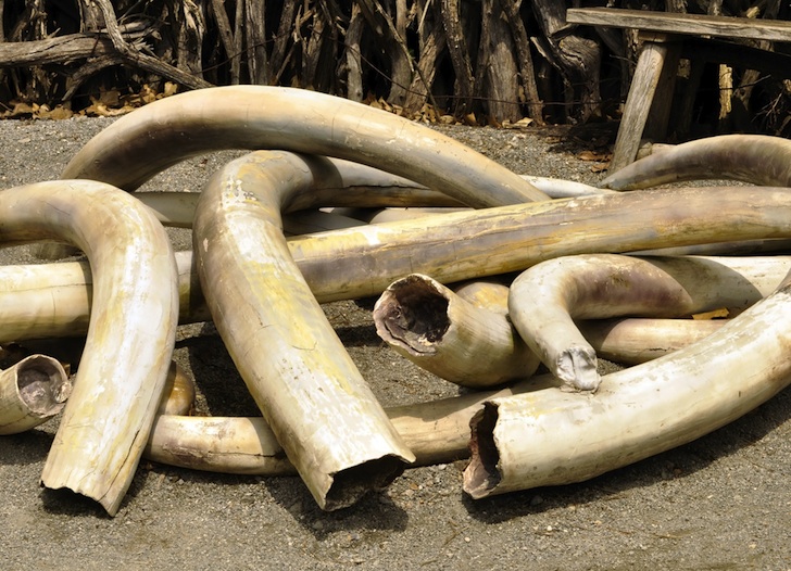 Customs intercepts elephant tusks, others in Adamawa