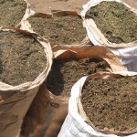 cannabis