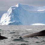 Sea Shepherd to launch 'Operation Nemesis' to protect whales