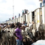 PICTURES: For the first time in 30 years, cattles arrive Lagos by train