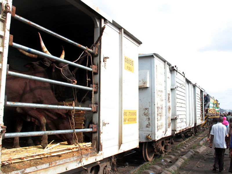 Cattles-In-Train 2