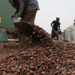 cocoa exports