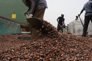 cocoa exports