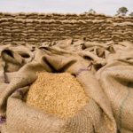 wheat-import