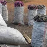 Truck driver steals 100 bags of charcoal from exporter