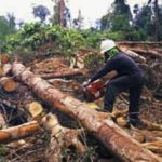 Chinese engaging in illegal logging – Reps