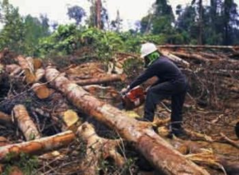 illegal-logging