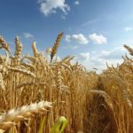 Global trade war boost demand for Black Sea grain