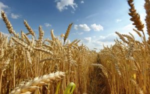 Wheat Farm