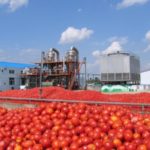 Nigeria imports processed tomatoes worth N15bn yearly