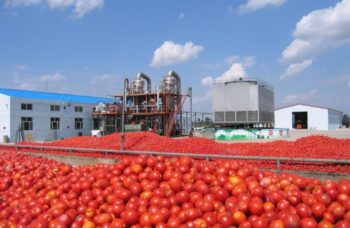Nigeria imports processed tomatoes worth N15bn yearly