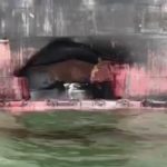 Malaysia containership collision owners to pay $223,565 clean-up bond
