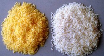 Genetically Modified rice