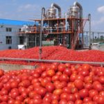 Tomatoes
