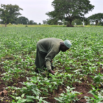 Agricultural Quarantine Service moves to improve agro produce export