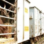 CATTLE TRANSPORTATION BY RAIL