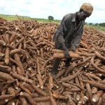 Cassava