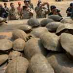 smuggled-tortoises