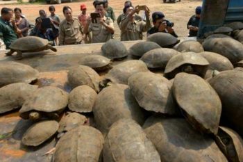 smuggled-tortoises