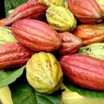 improve agro produce export