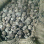 Raw-Cashew-Nut-