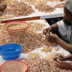cashew nuts