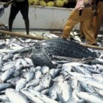 World's fish consumption unsustainable, says U.N.