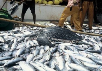 World's fish consumption unsustainable, says U.N.