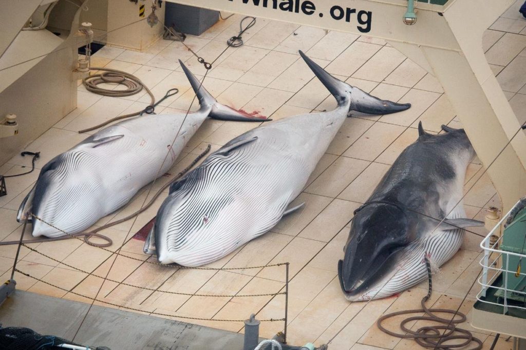 Japan Killed Another 333 Minke Whales Says Sea Shepherd Ships And Ports
