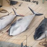 Japan killed another 333 minke whales, says Sea Shepherd
