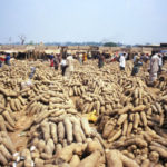 Benue-Yams