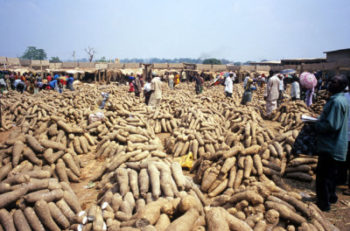 Benue-Yams