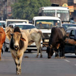 Cows