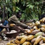 cocoa-farm