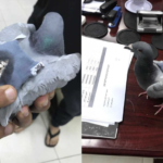 Customs catches pigeon carrying drugs