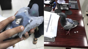 Customs catches pigeon carrying drugs