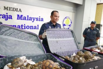 Customs-officers-at-Malaysian-airport-seize-330-tortoises