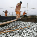 Illegal Fishing