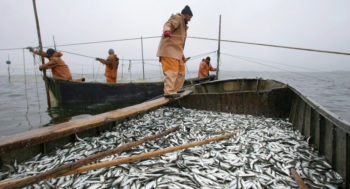 Nigeria, largest stockfish importer from Norway – Report