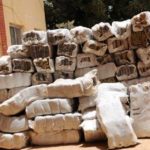 NDLEA-cannabis