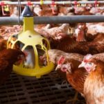 Bird flu