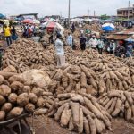 FG targets $8 billion forex earning annually from yam export