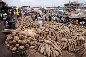 FG targets $8 billion forex earning annually from yam export