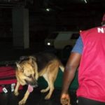 NDLEA arrests woman attempting to smuggle cocaine to Saudi Arabia 