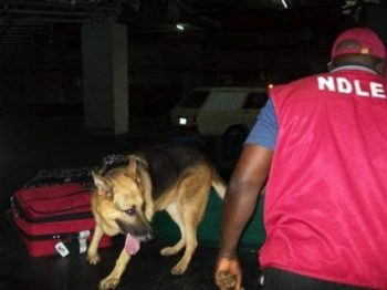 NDLEA arrests woman attempting to smuggle cocaine to Saudi Arabia 