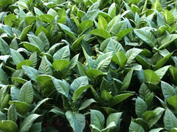 Tobacco leaves